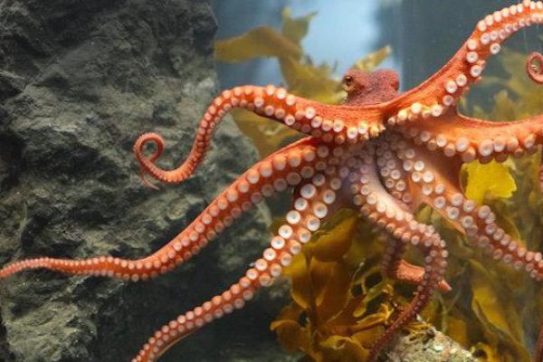 Kraken ссылка для тору